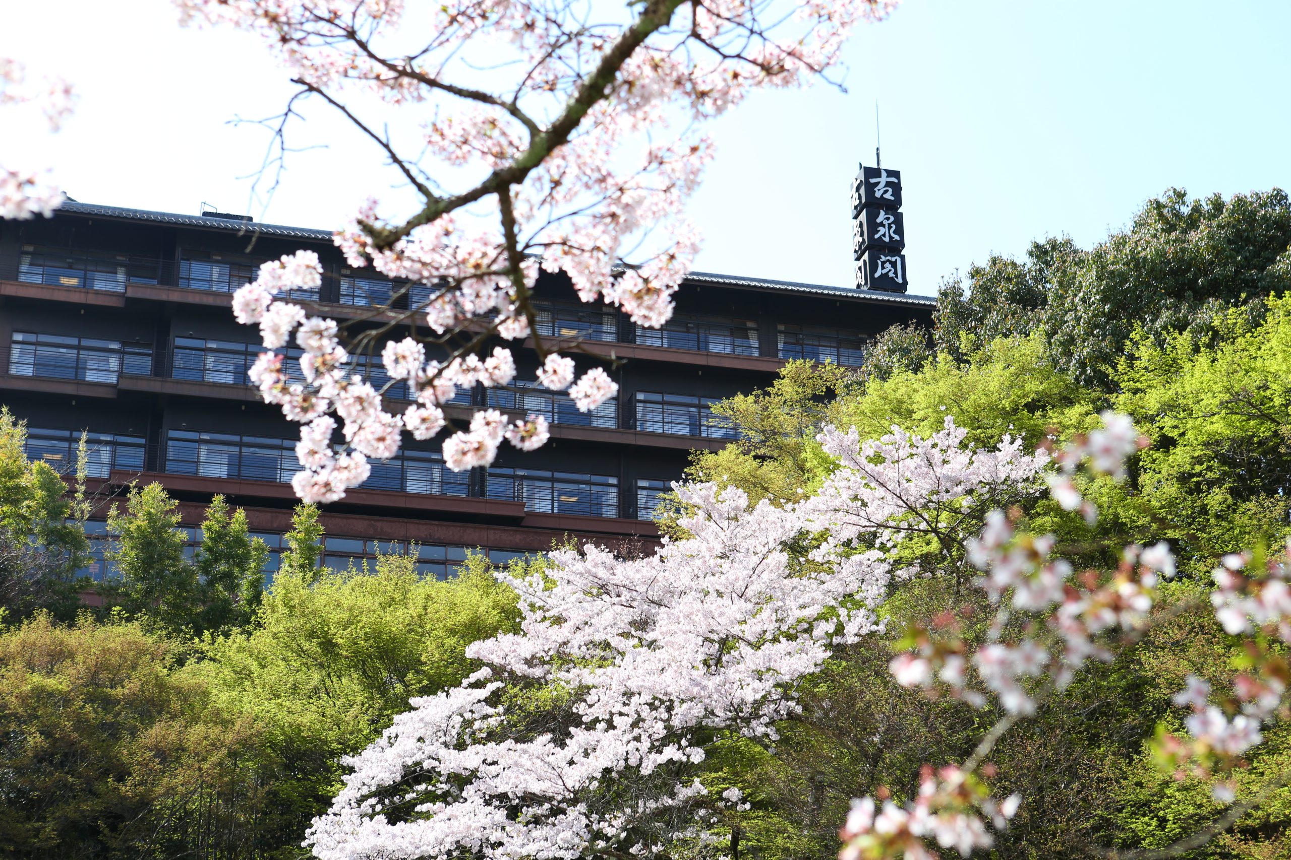 桜と古泉閣の画像