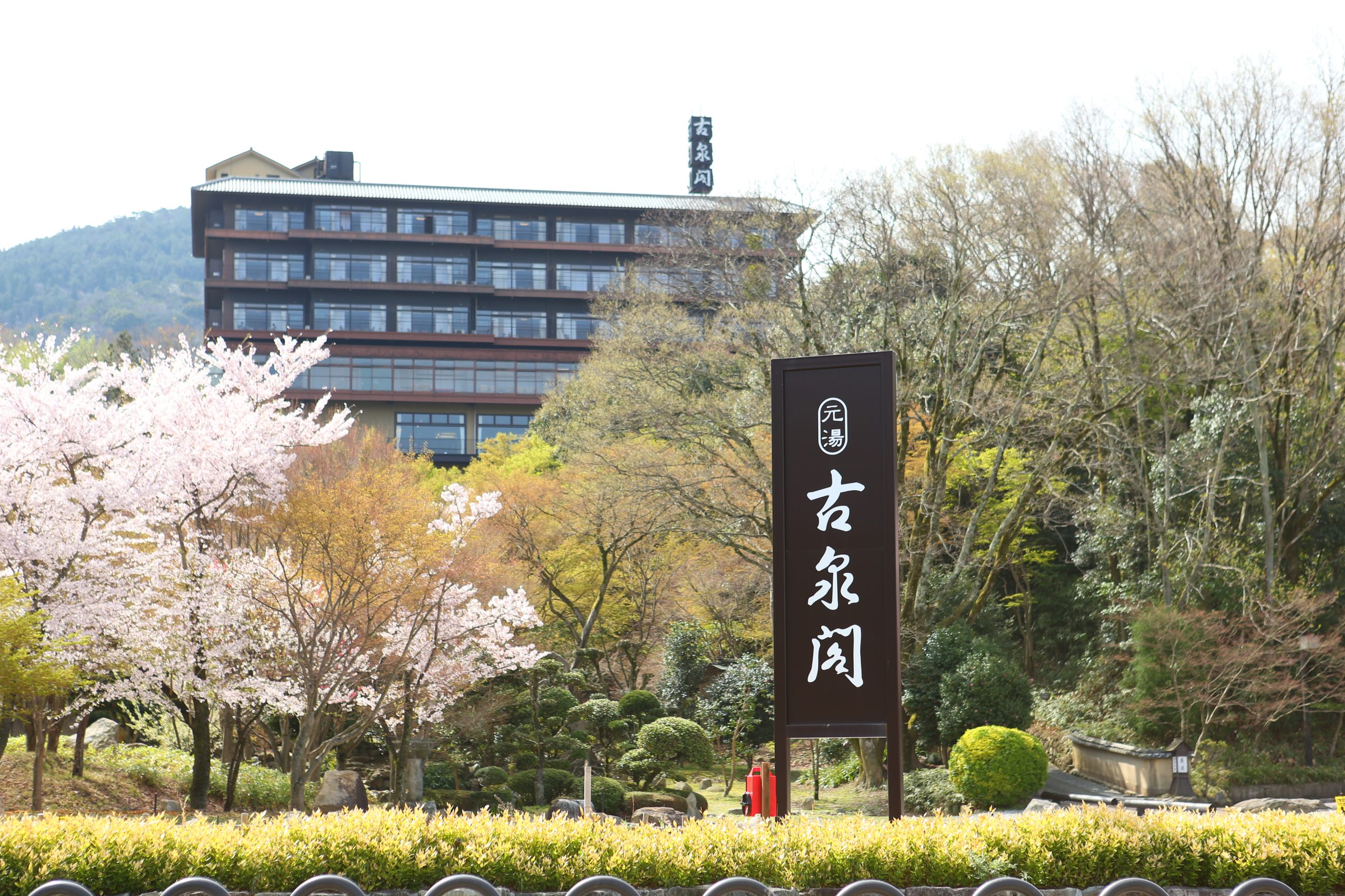 桜と古泉閣の画像